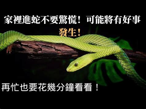 家裡出現蛇代表|家中何處見蛇最凶？玄學分析